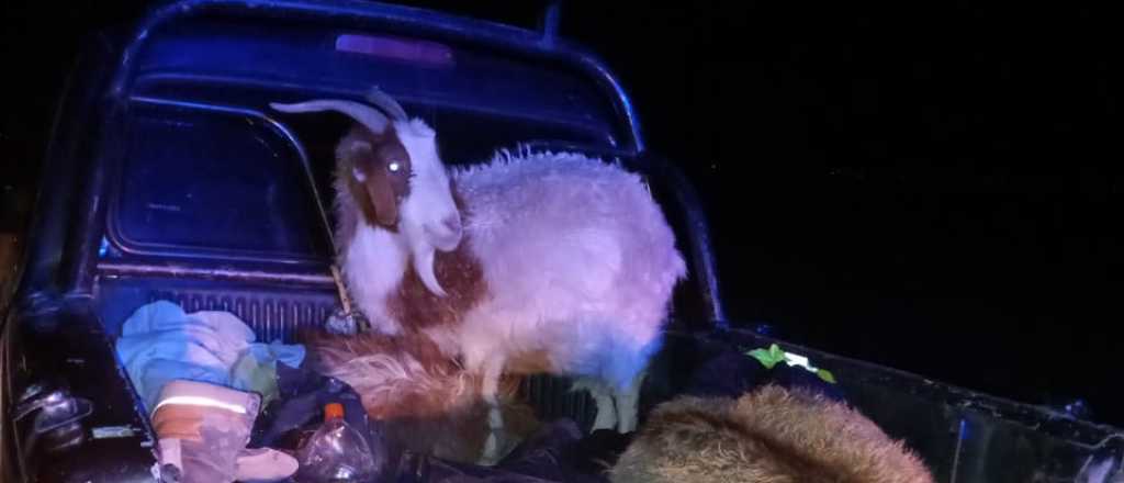 Tres detenidos por robar y carnear cabras en San Rafael