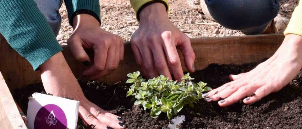 Época de crisis: Godoy Cruz entrega semillas para cultivar verdura en casa