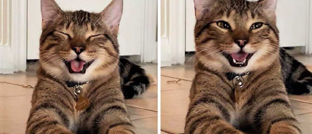 ¿Los gatos tienen cosquillas?