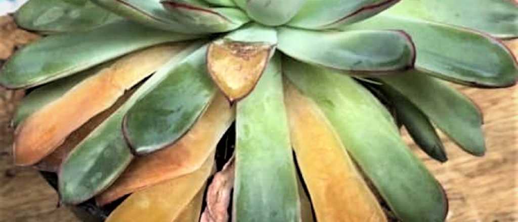 &iquest;Por qu&eacute; las hojas de las suculentas se vuelven amarillas?