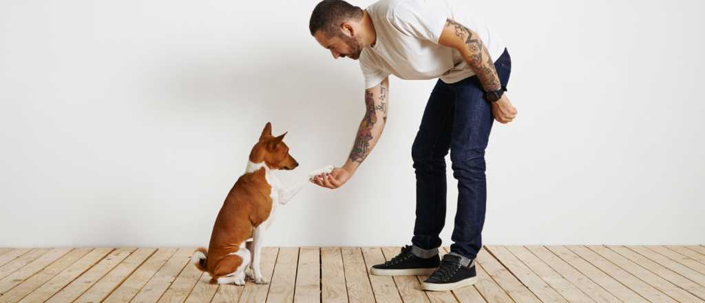 Descubre c&oacute;mo saber si tu perro es zurdo o diestro