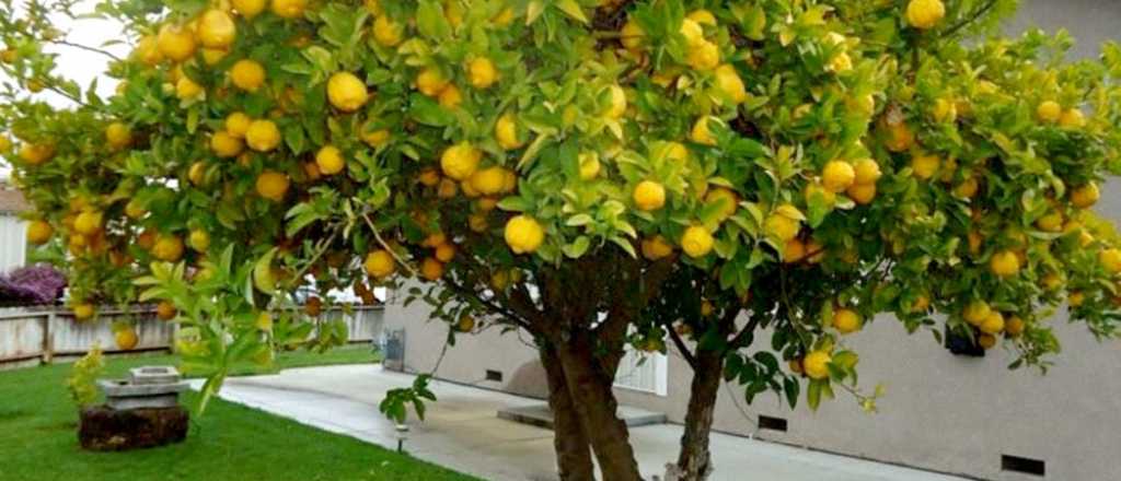 Cuida tu limonero como un experto con estos consejos