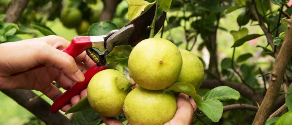 Cómo hacer florecer un limonero en casa