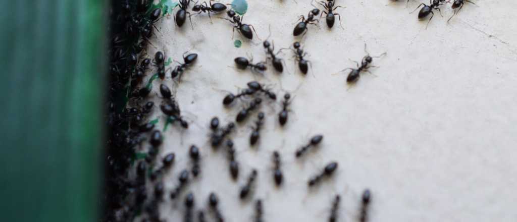 Con esto podrás eliminar todas las hormigas negras de tu cocina
