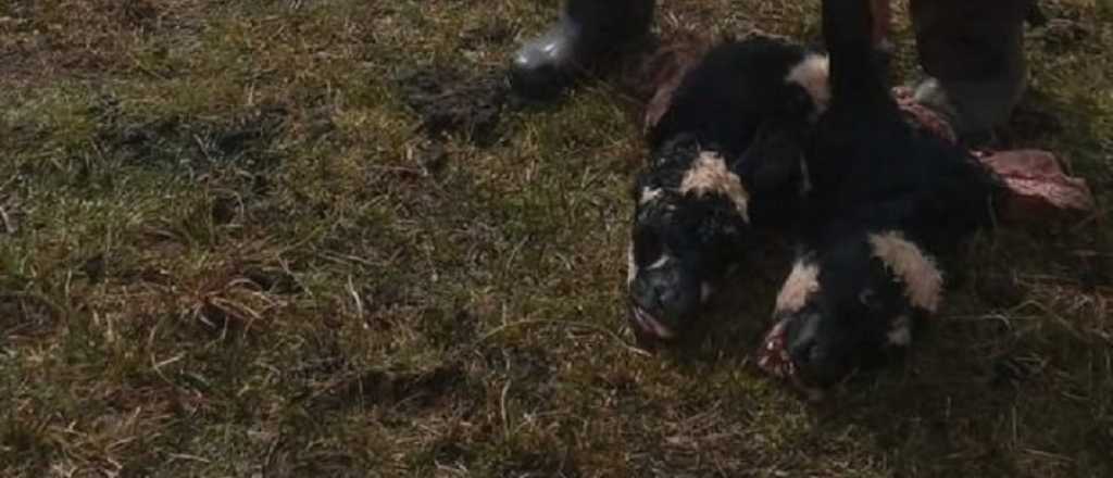 Sorpresa y conmoci&oacute;n: naci&oacute; un ternero con dos cabezas en Chubut