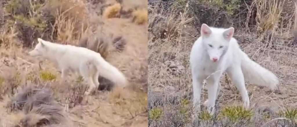 Video: apareció un zorro albino en la Patagonia