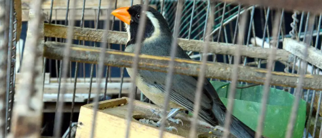 Detuvieron a un hombre que ten&iacute;a 23 aves silvestres en su casa