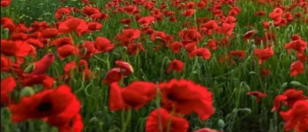 Acertijo visual: &iquest;pod&eacute;s encontrar al loro escondido entre las flores?