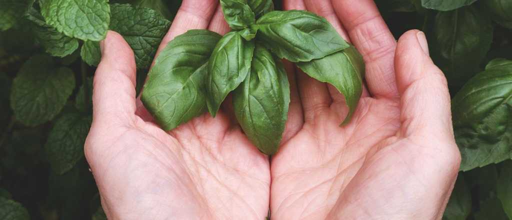 Cómo reproducir albahaca sin semilla