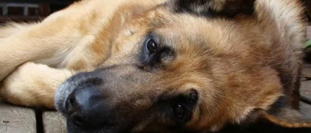 Un policía borracho ató a un perro a su camioneta, lo arrastró y mató