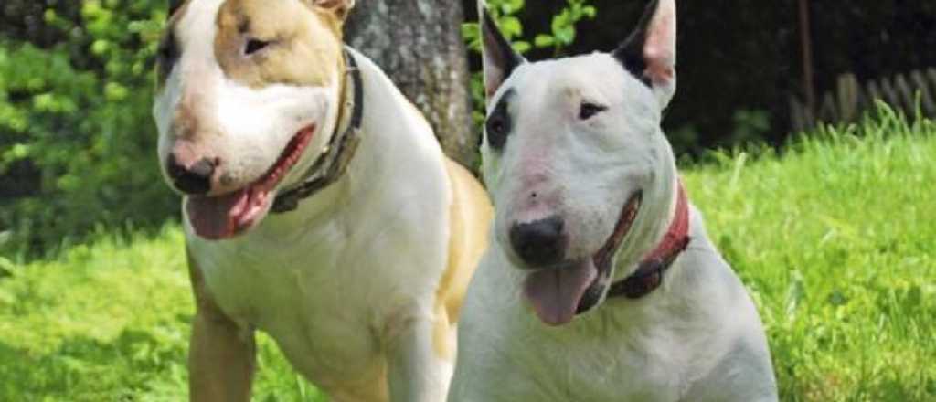 Contin&uacute;a muy grave la beba atacada por perros en Luj&aacute;n de Cuyo