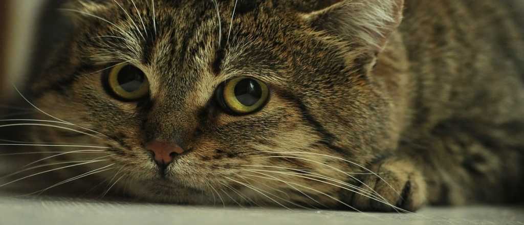 Ansiedad en gatos: causas, síntomas y tratamiento