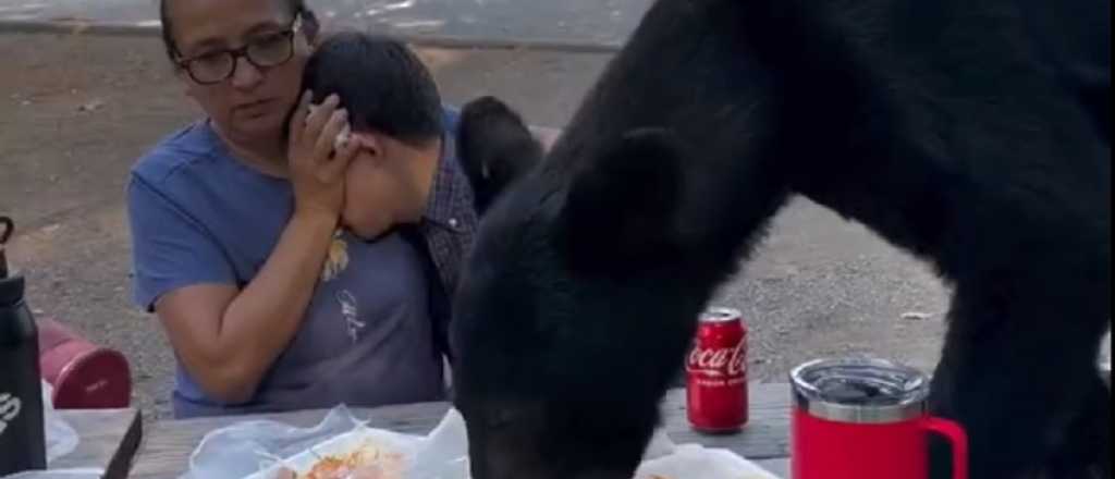 Video: estaban de picnic, apareció un oso y les comió todo