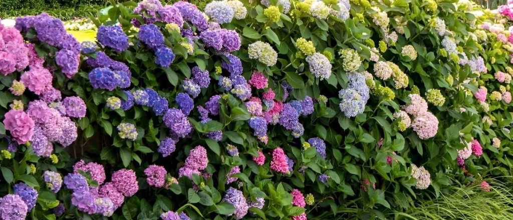 Gu&iacute;a para cambiar el color de las hortensias, un toque de magia en tu jard&iacute;n