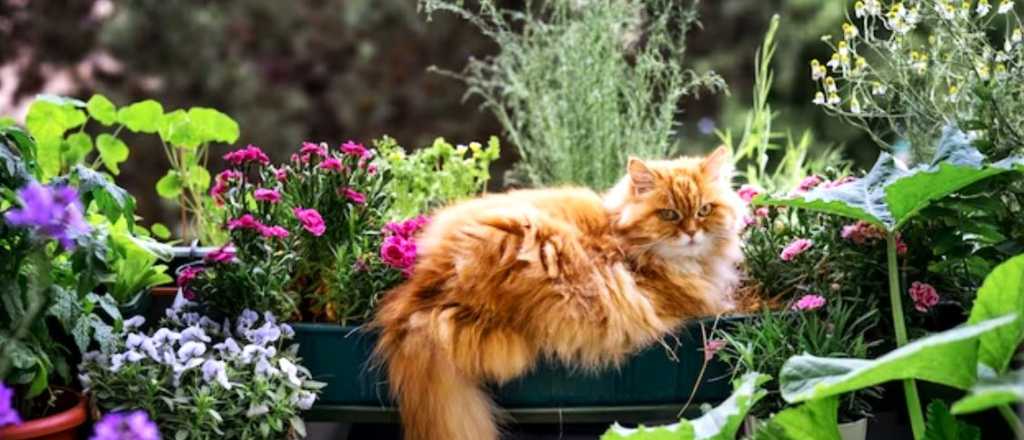 Tu paraíso verde a salvo, soluciones para que los gatos no entren al jardín