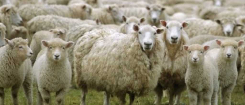 Un rebaño de ovejas "locas" se comió 300 kilos de marihuana