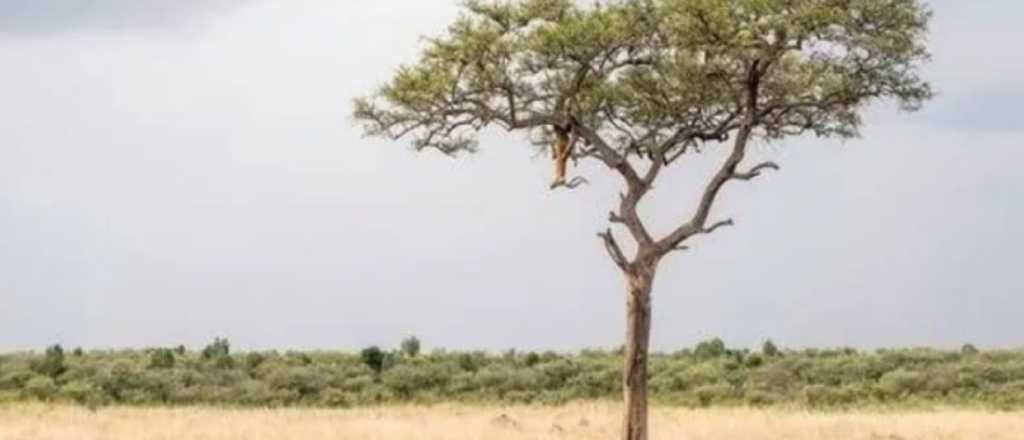 Reto visual: s&oacute;lo muy pocas personas logran hallar al leopardo oculto