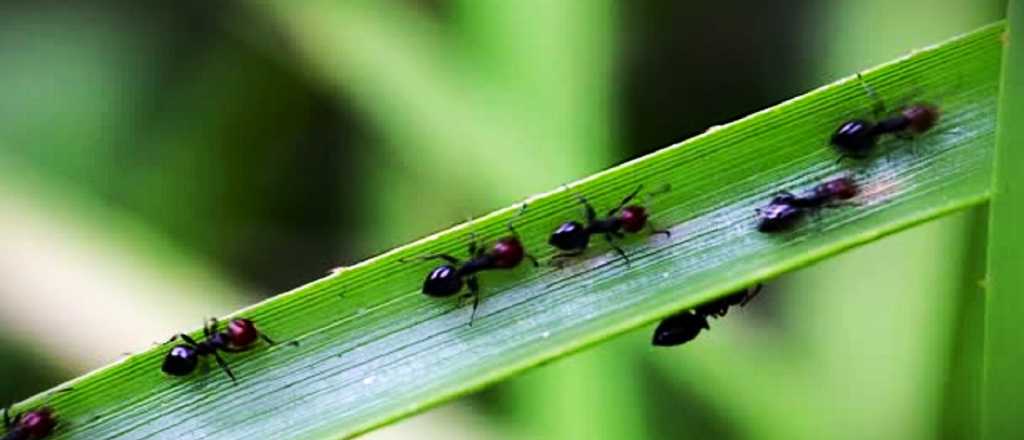 Soluciones naturales para repeler hormigas y proteger tu jardín