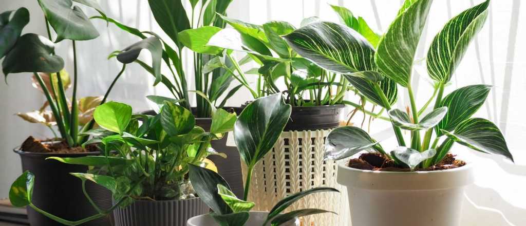 Por qué tus plantas de interior necesitan vinagre