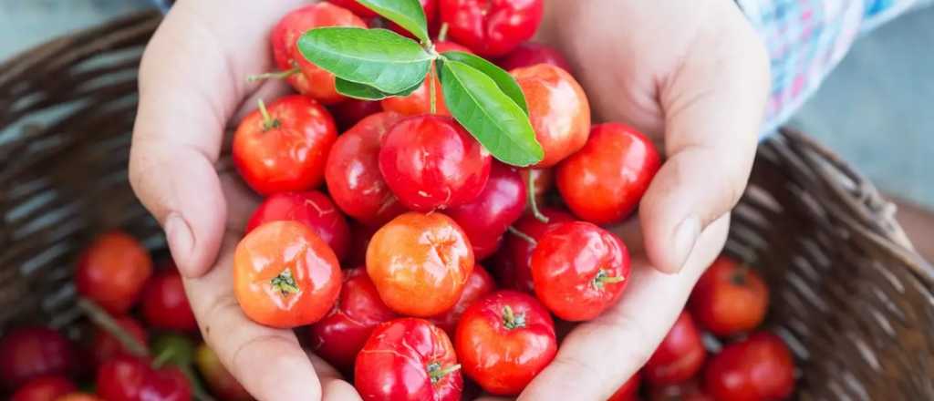 La superfruta que comenz&oacute; a cultivarse en Argentina y ayuda al cerebro