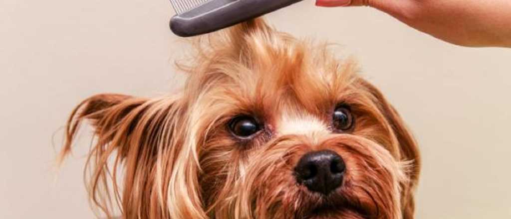 &iquest;Nudos en el pelo de tu perro? Te ense&ntilde;amos c&oacute;mo cortarlos
