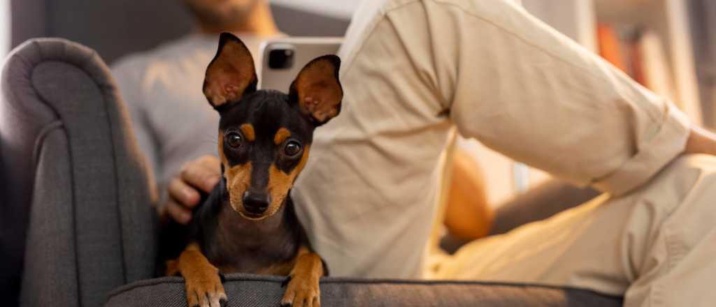 &iquest;Por qu&eacute; mi perro me mira fijamente? Las razones detr&aacute;s de esta expresi&oacute;n