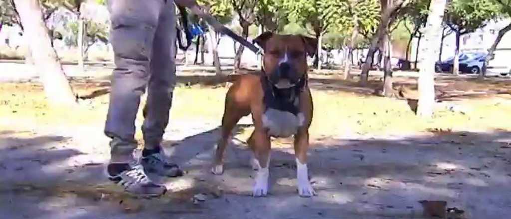 Un ni&ntilde;o de 2 a&ntilde;os est&aacute; grave por el ataque de su perro en San Rafael