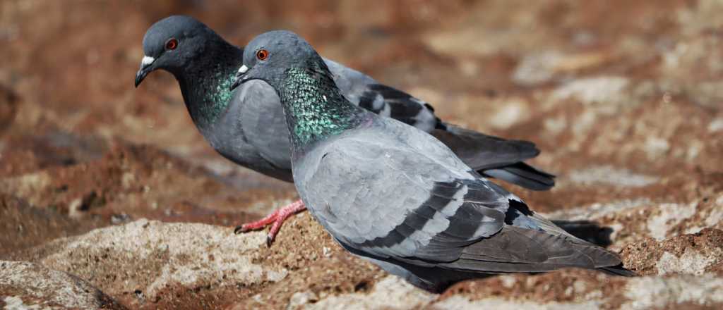 Vecinos de la Cuarta Secci&oacute;n en alerta por un tirador que dispara a las aves