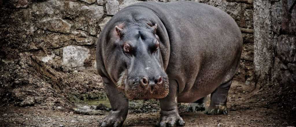 Video: nalgueó a un hipopótamo y ahora lo busca la policía 