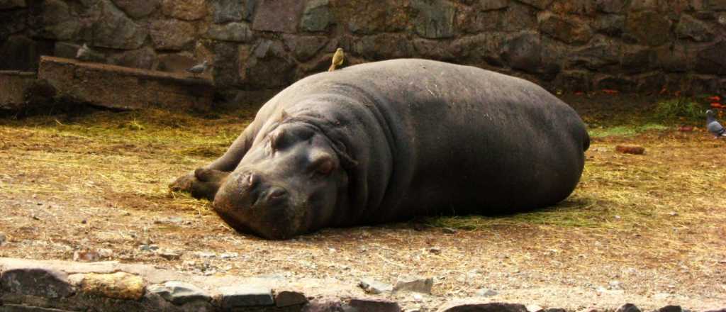 Murió "La Chiquitita", una hipopótama del ex Zoo de Mendoza