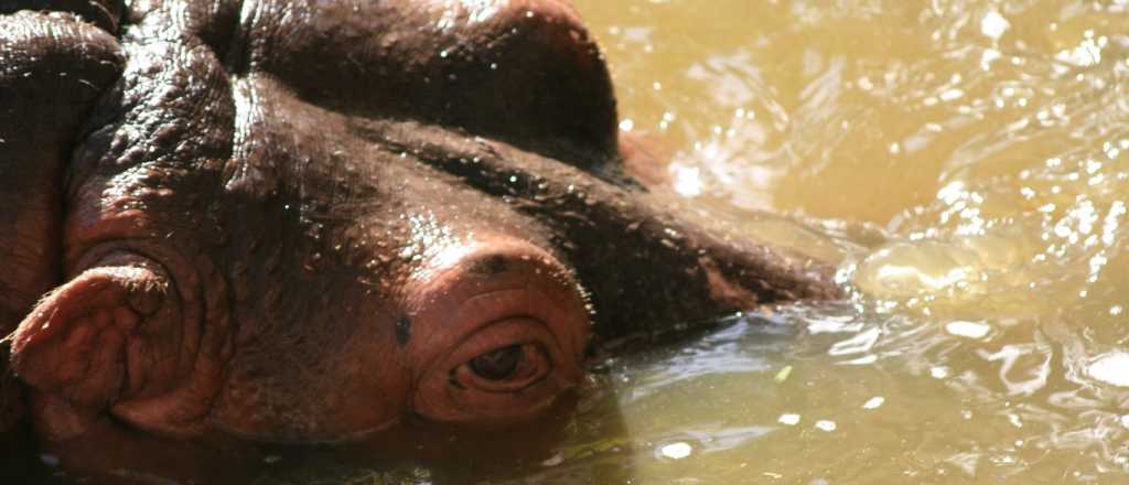 Revelaron de qué murió la hipopótamo del Ecoparque