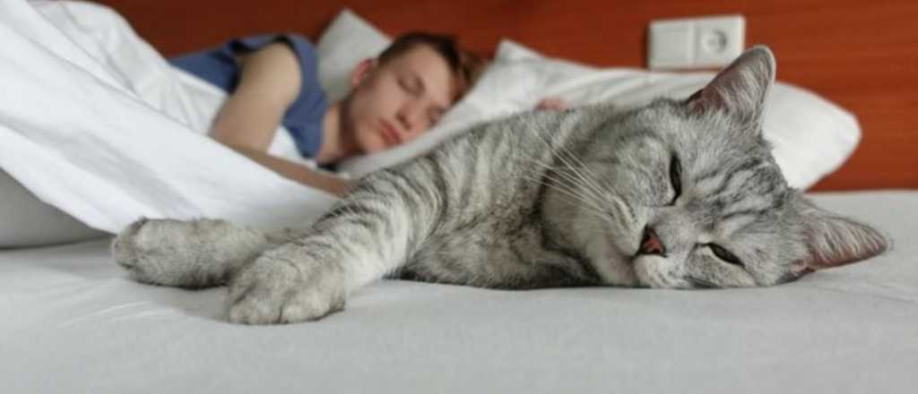 ¿Por qué mi gato elige dormir en mi almohada? Descubrí las razones