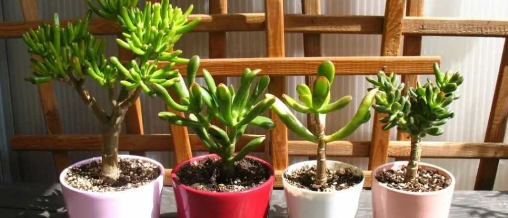 La suculenta para atraer la buena suerte: dónde colocarla