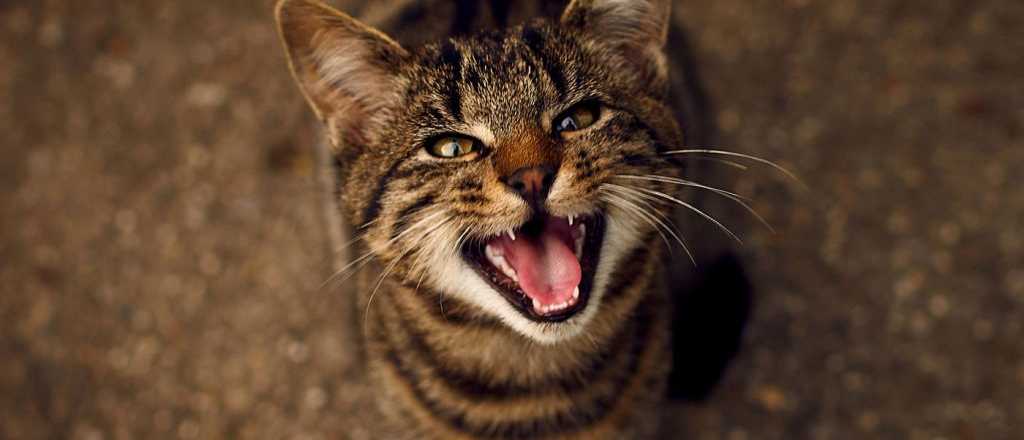 Enigma nocturno: por qué los gatos hacen sonidos de bebé en la noche