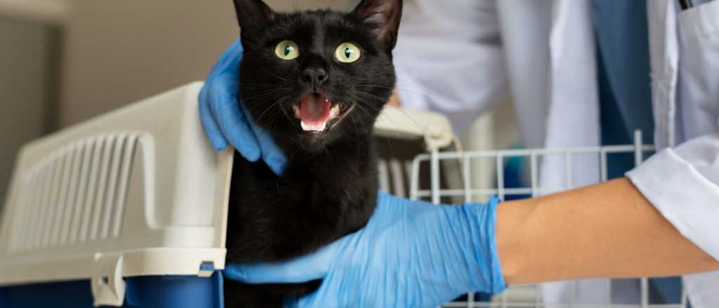 &iquest;Tu gato es agresivo en el veterinario? Consejos y soluciones pr&aacute;cticas
