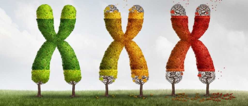 Los tel&oacute;meros, el secreto en tu ADN para vivir m&aacute;s y mejor