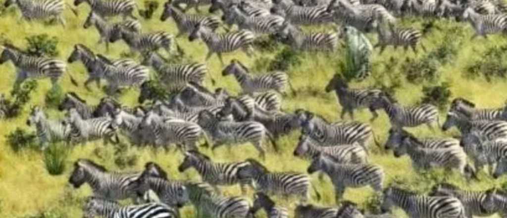 Acertijo visual: &iquest;Pod&eacute;s encontrar el tigre escondido en la imagen?