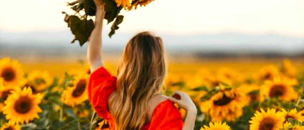 Cultiva girasoles con &eacute;xito: consejos y cuidados