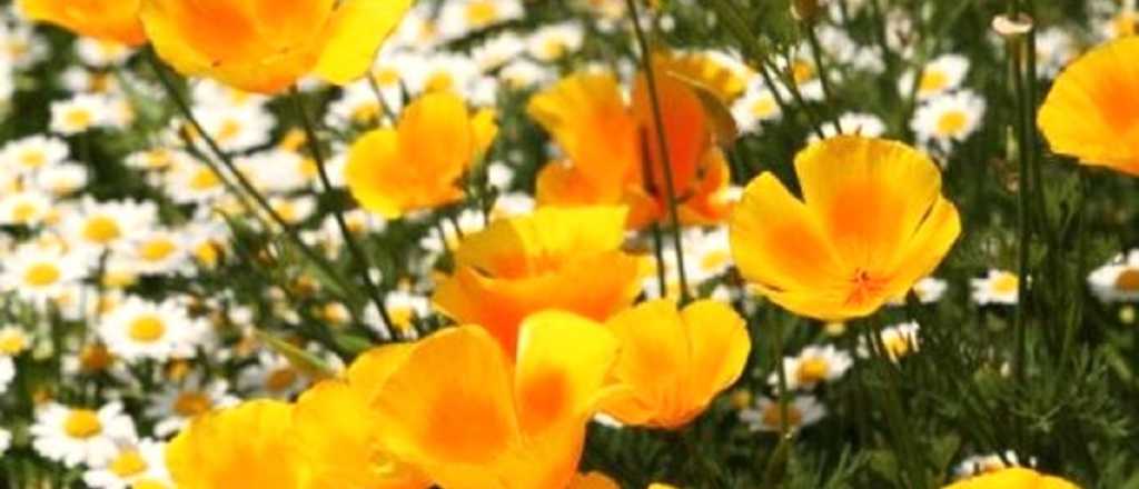 Flores amarillas y naranjas: el secreto para un jardín vibrante