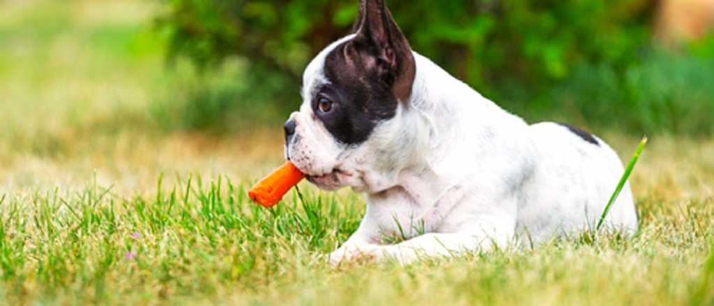 Las zanahorias y tu perro: ¿son el complemento perfecto?