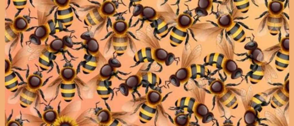 Test visual del girasol: ¿cuántos segundos demoras en encontrarlo?