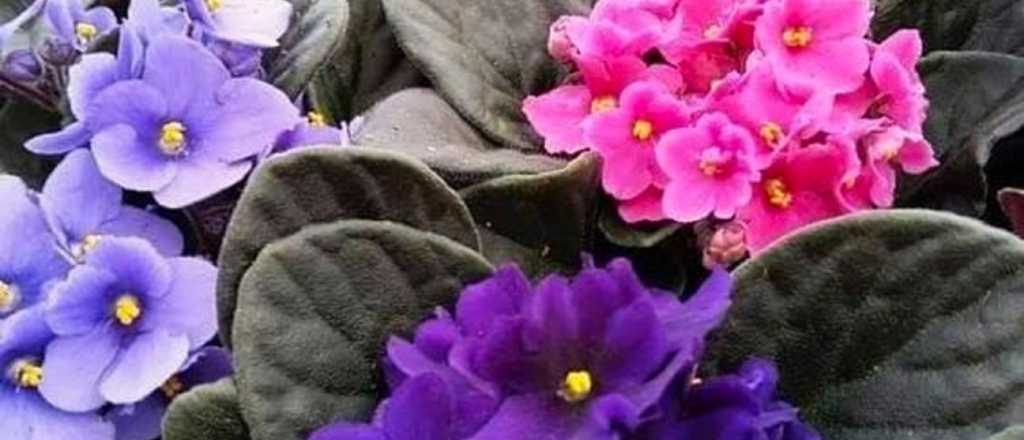 Violeta africana: gu&iacute;a completa de cuidados