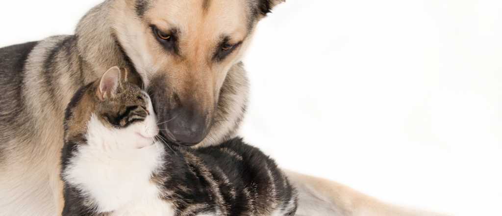 C&oacute;mo hacer que tu gato acepte a un perro: gu&iacute;a pr&aacute;ctica