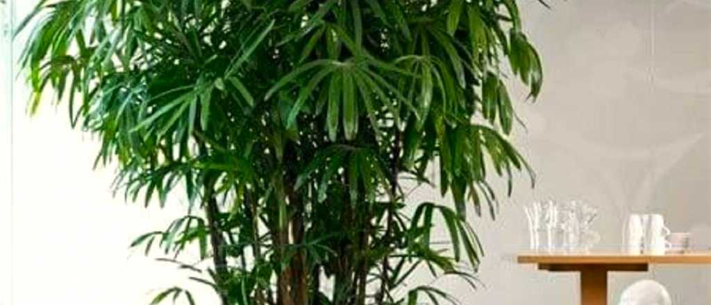 Palmera bambú: elegancia en tu jardín con un cuidado sencillo