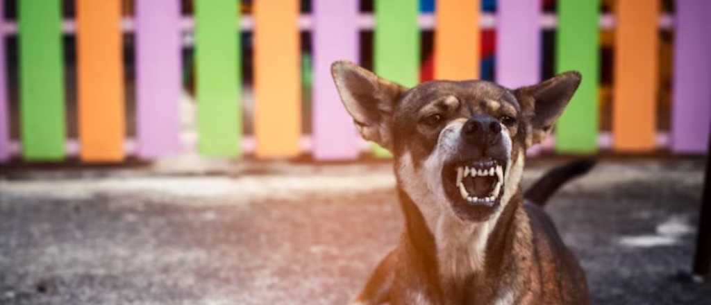 &iquest;Por qu&eacute; los perros ladran a algunas personas y a otras no?