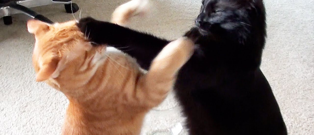 &iquest;Por qu&eacute; mi gato es agresivo con otros gatos? causas y consejos