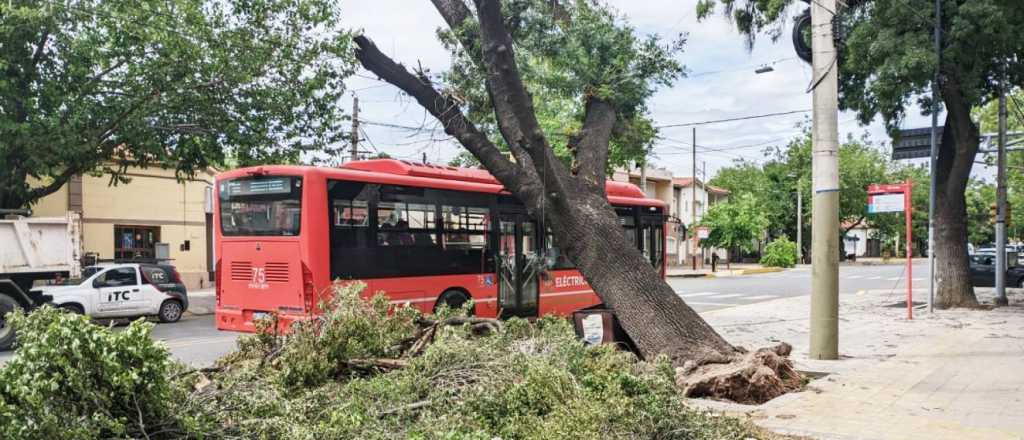 Al límite: un árbol caído está sostenido por cables en Ciudad