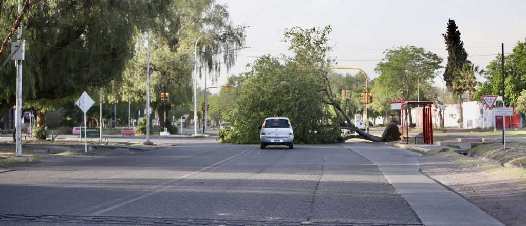 C&oacute;mo qued&oacute; el arbolado en Mendoza despu&eacute;s del Zonda