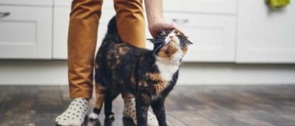 ¿Cómo expresan perdón los gatos? descubre su lenguaje