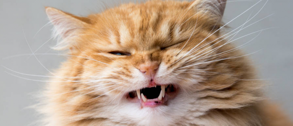 Los olores que los gatos detestan: descubre cuáles evitar